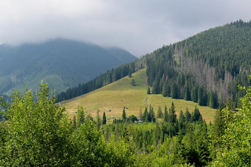 Rusinowa Polana_